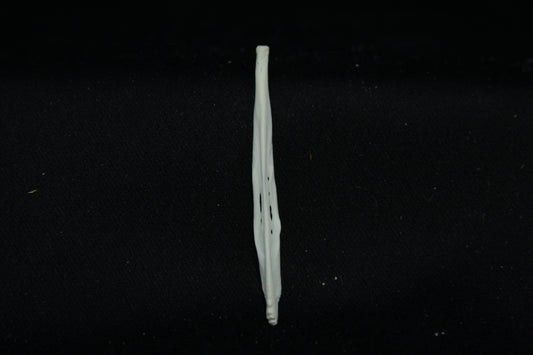 Red Fox Baculum