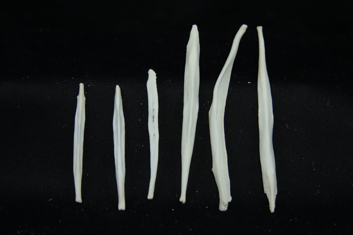 Red Fox Baculum