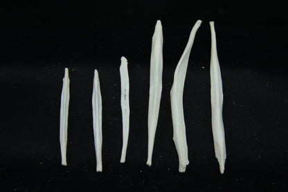 Red Fox Baculum