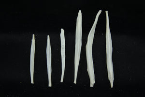 Red Fox Baculum