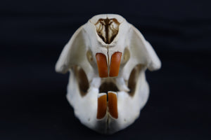 Juvenile Beaver Skull