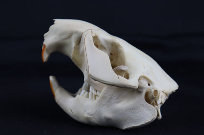 Juvenile Beaver Skull