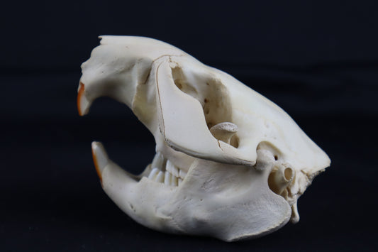 Juvenile Beaver Skull