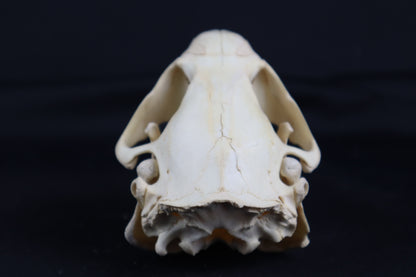 Juvenile Beaver Skull