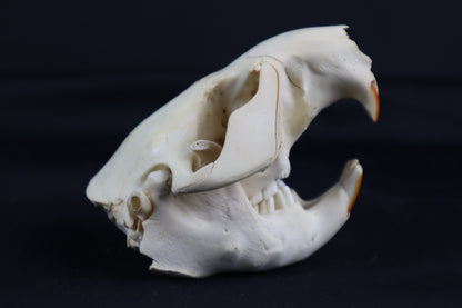 Juvenile Beaver Skull
