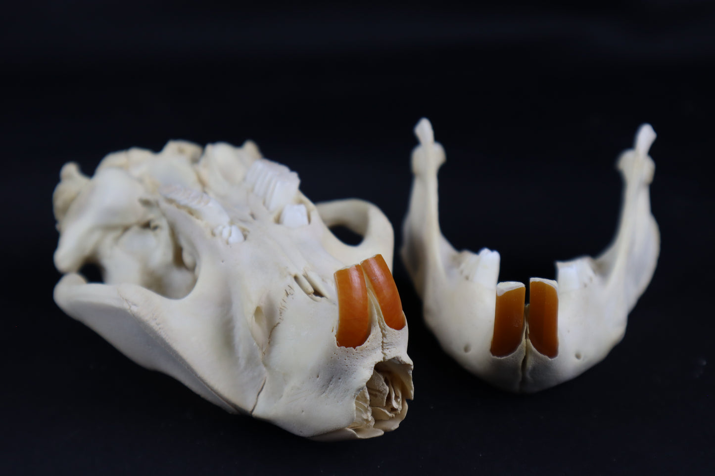 Juvenile Beaver Skull