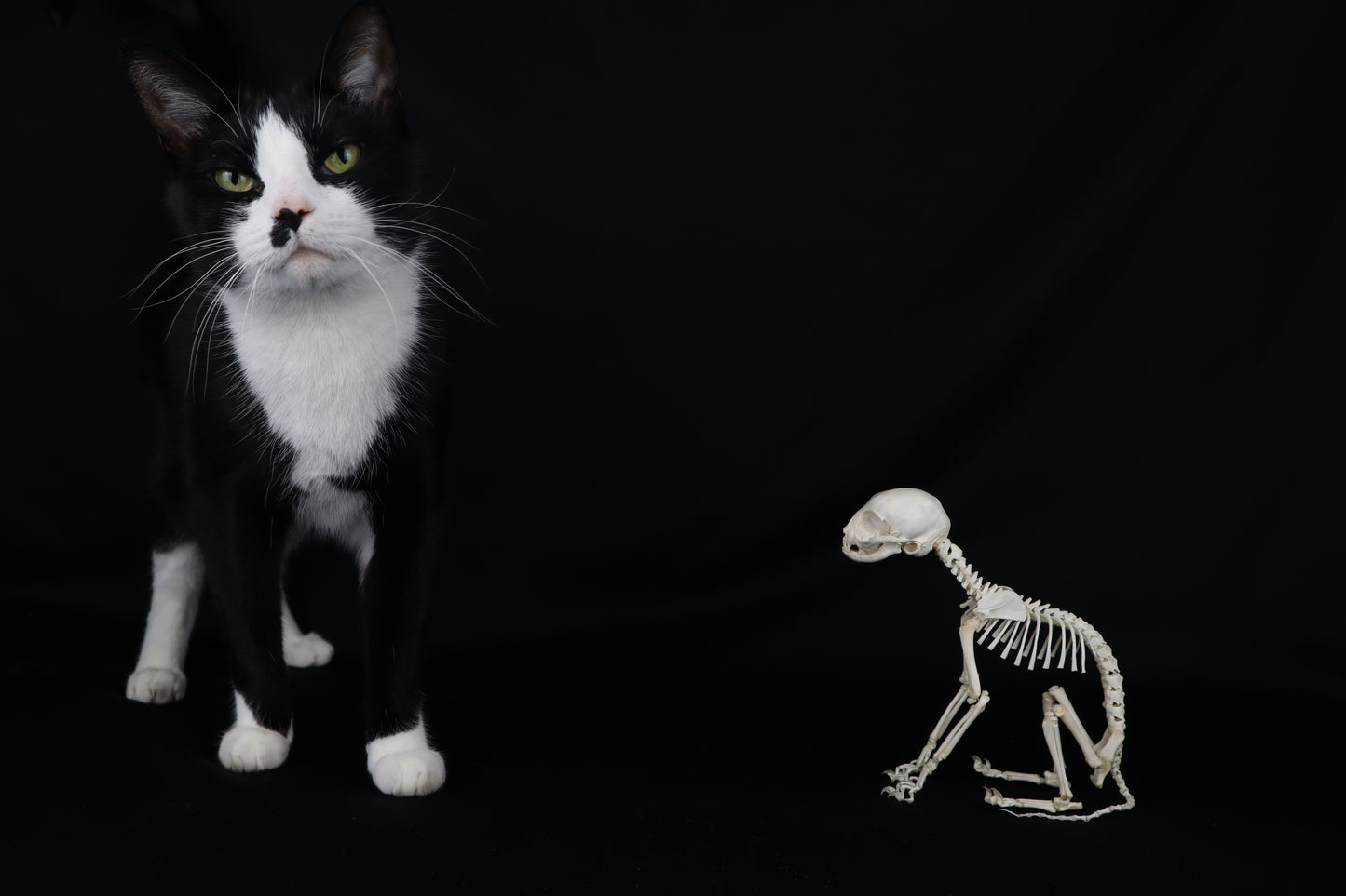 Articulated Kitten Skeleton