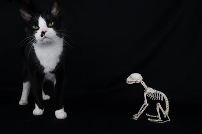 Articulated Kitten Skeleton