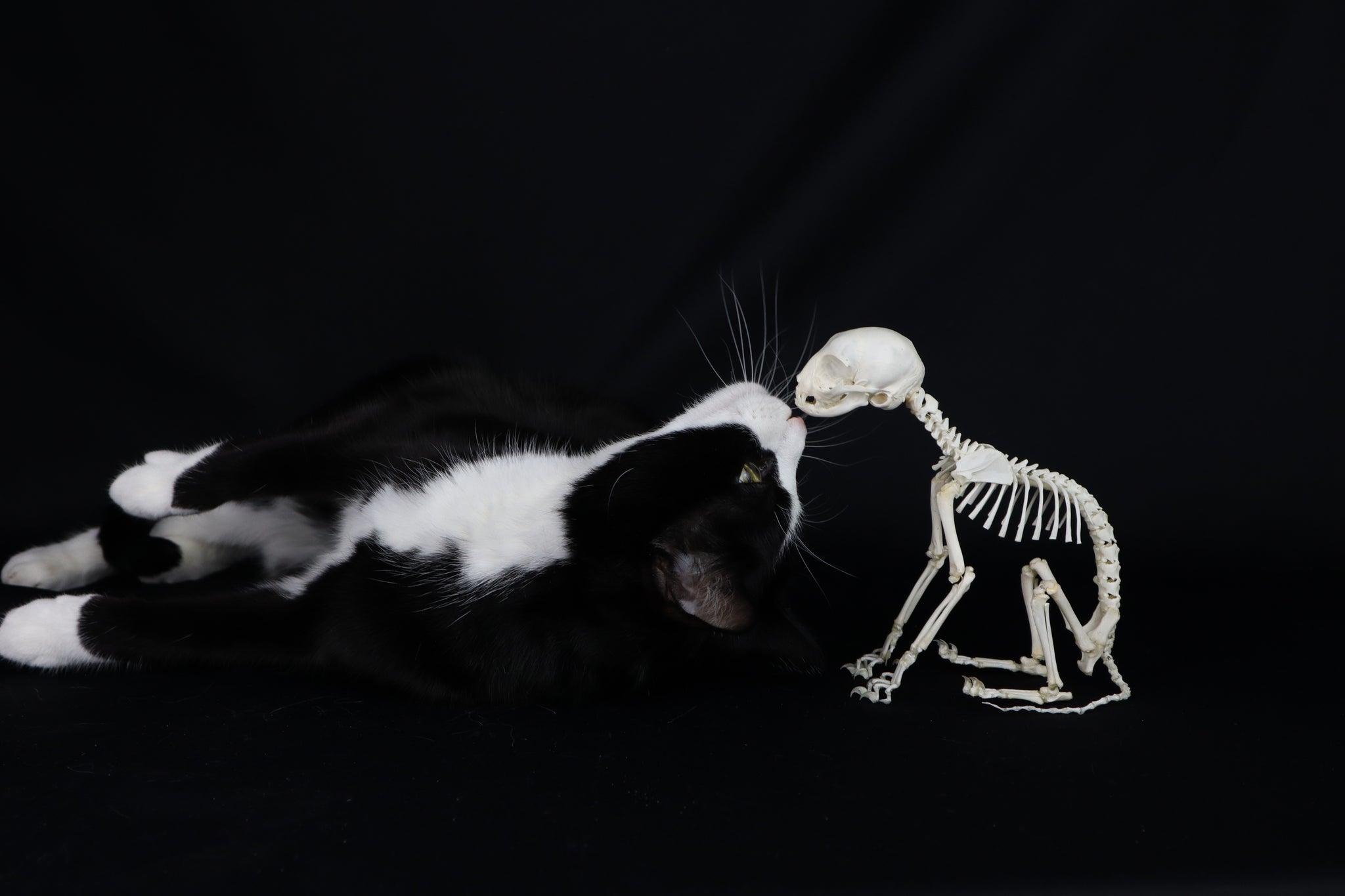 Articulated Kitten Skeleton