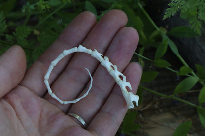 Juvenile Bobcat Tail Articulation