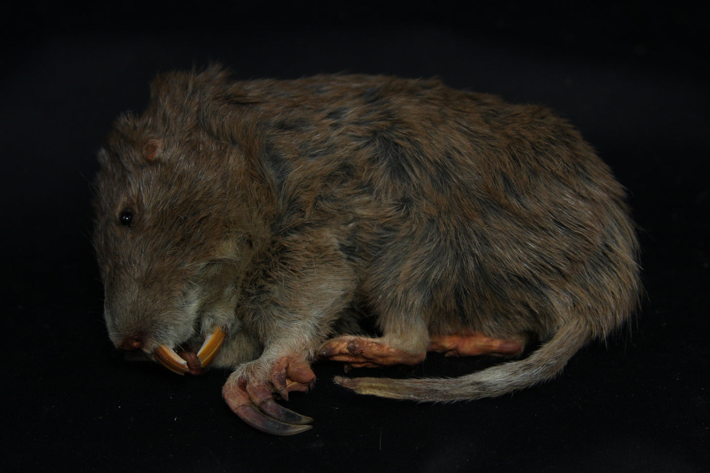 Gopher Taxidermy