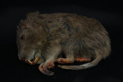Gopher Taxidermy