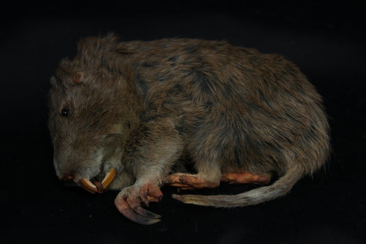 Gopher Taxidermy