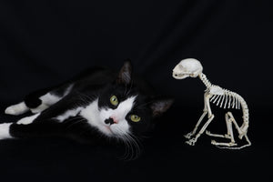 Articulated Kitten Skeleton