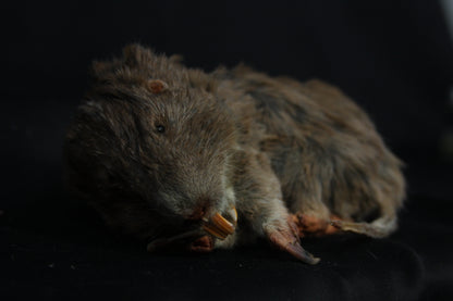Gopher Taxidermy