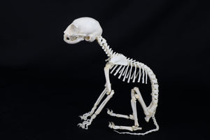 Articulated Kitten Skeleton