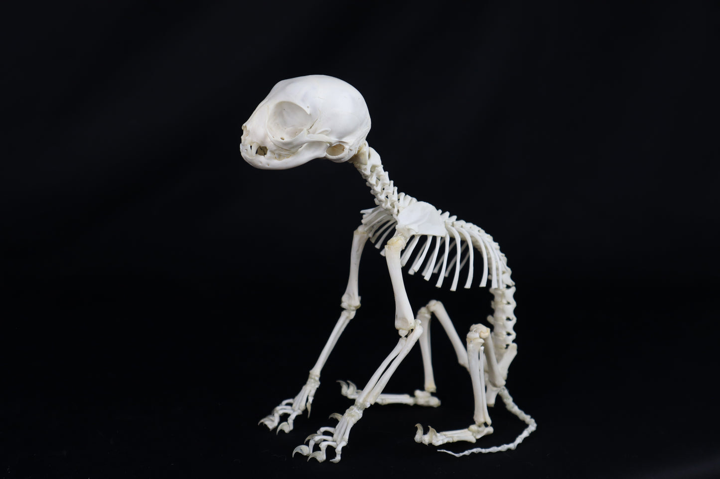 Articulated Kitten Skeleton
