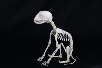 Articulated Kitten Skeleton