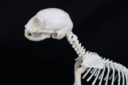 Articulated Kitten Skeleton