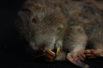 Gopher Taxidermy