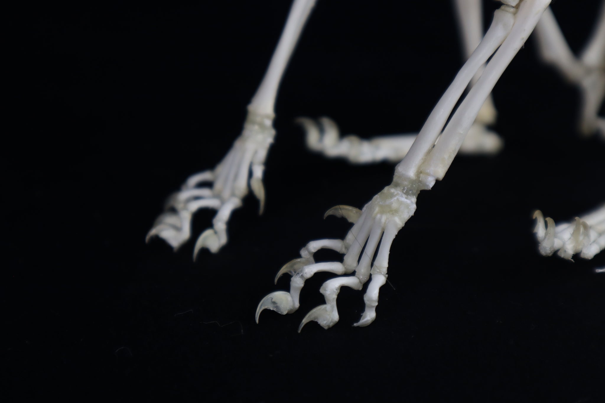 Articulated Kitten Skeleton