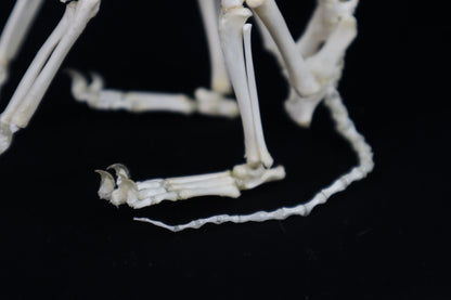Articulated Kitten Skeleton