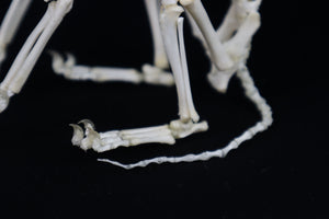 Articulated Kitten Skeleton