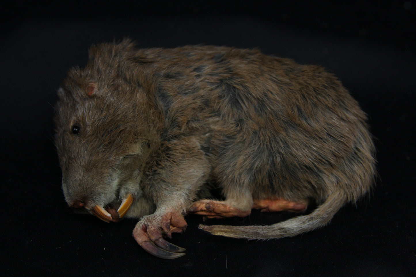 Gopher Taxidermy
