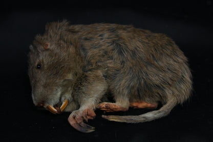 Gopher Taxidermy