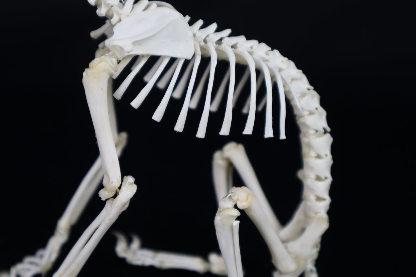 Articulated Kitten Skeleton