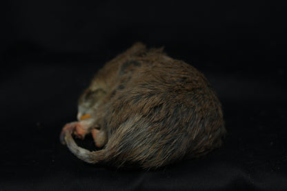 Gopher Taxidermy