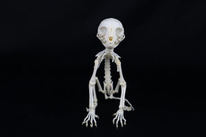 Articulated Kitten Skeleton