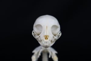 Articulated Kitten Skeleton