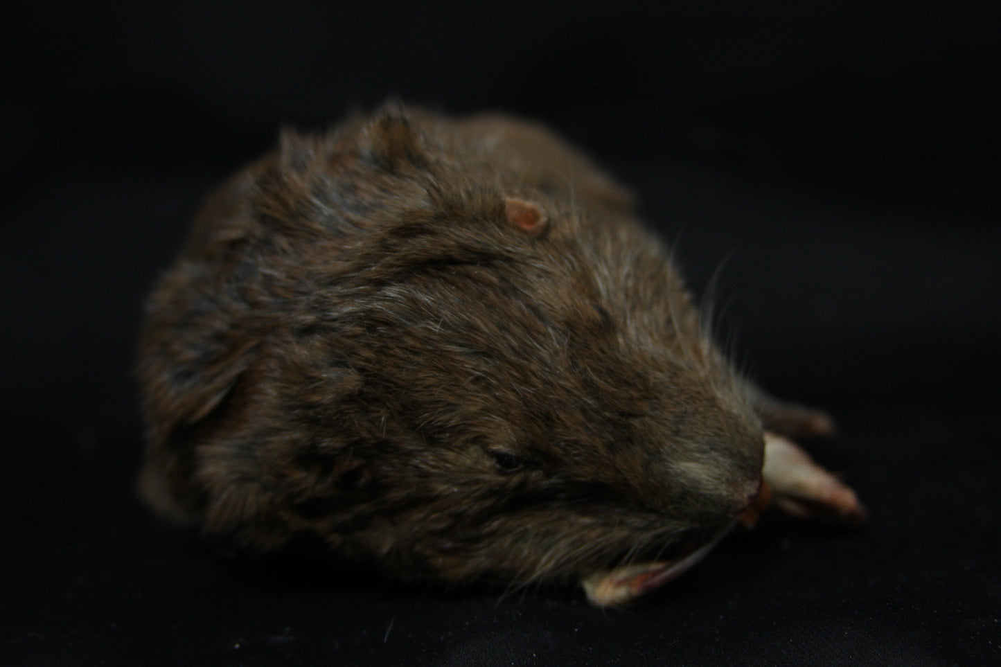 Gopher Taxidermy