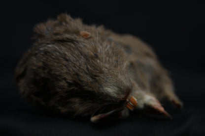 Gopher Taxidermy