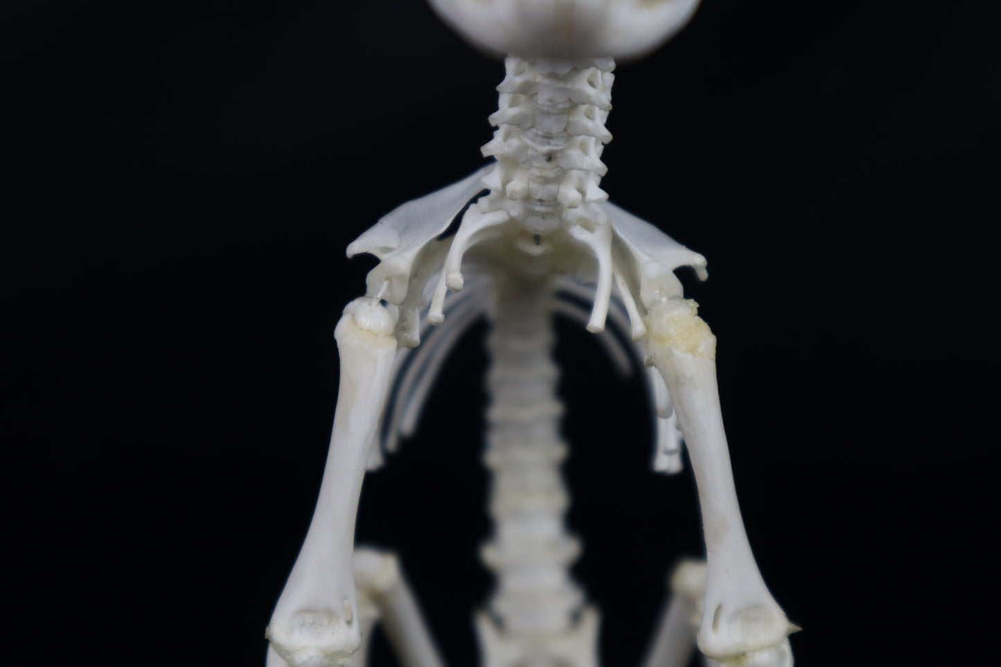 Articulated Kitten Skeleton