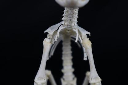 Articulated Kitten Skeleton