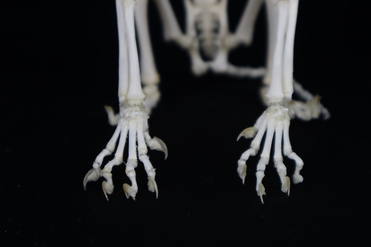 Articulated Kitten Skeleton