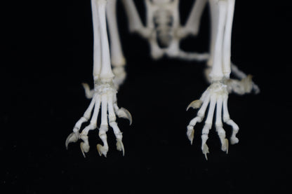 Articulated Kitten Skeleton