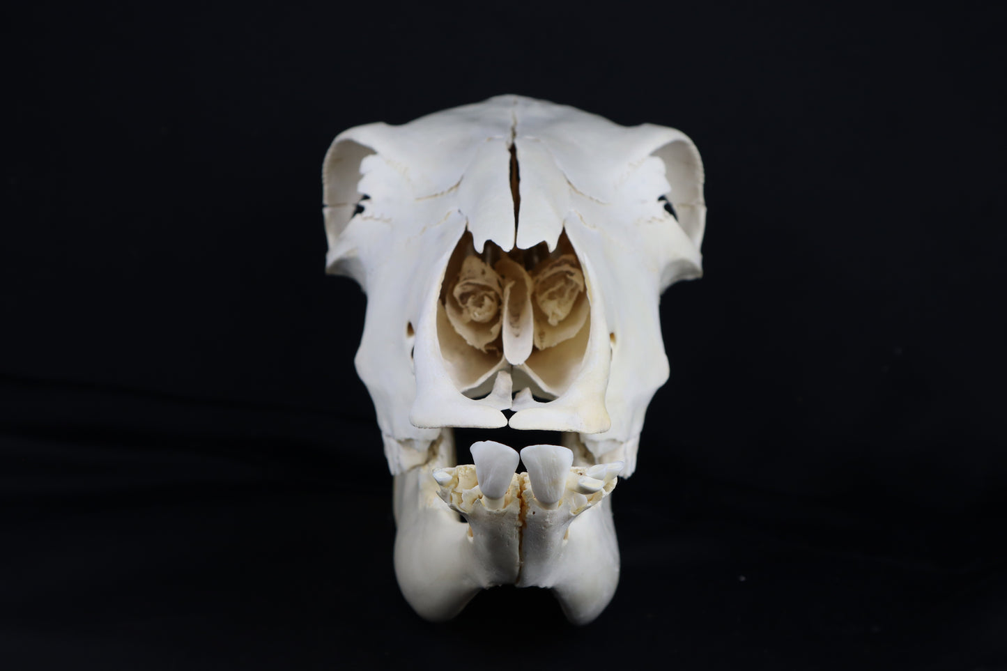 Steer Skull