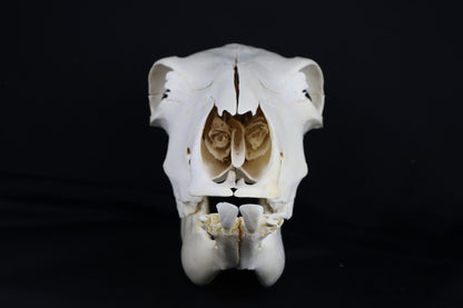 Steer Skull