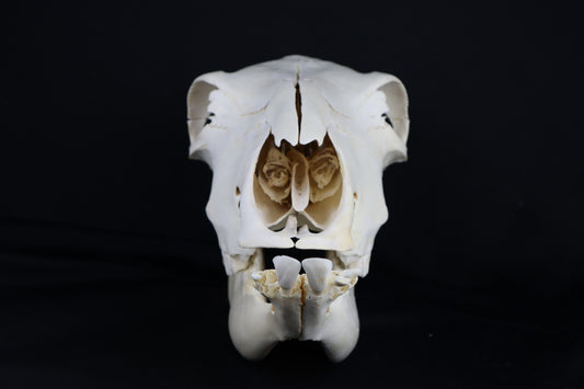 Steer Skull
