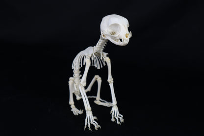 Articulated Kitten Skeleton