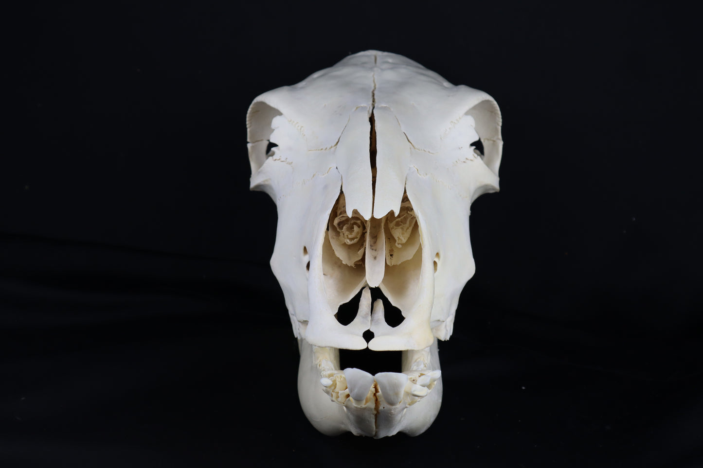 Steer Skull