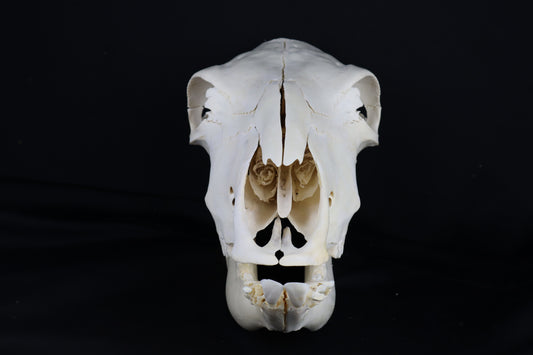 Steer Skull