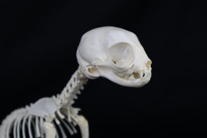 Articulated Kitten Skeleton