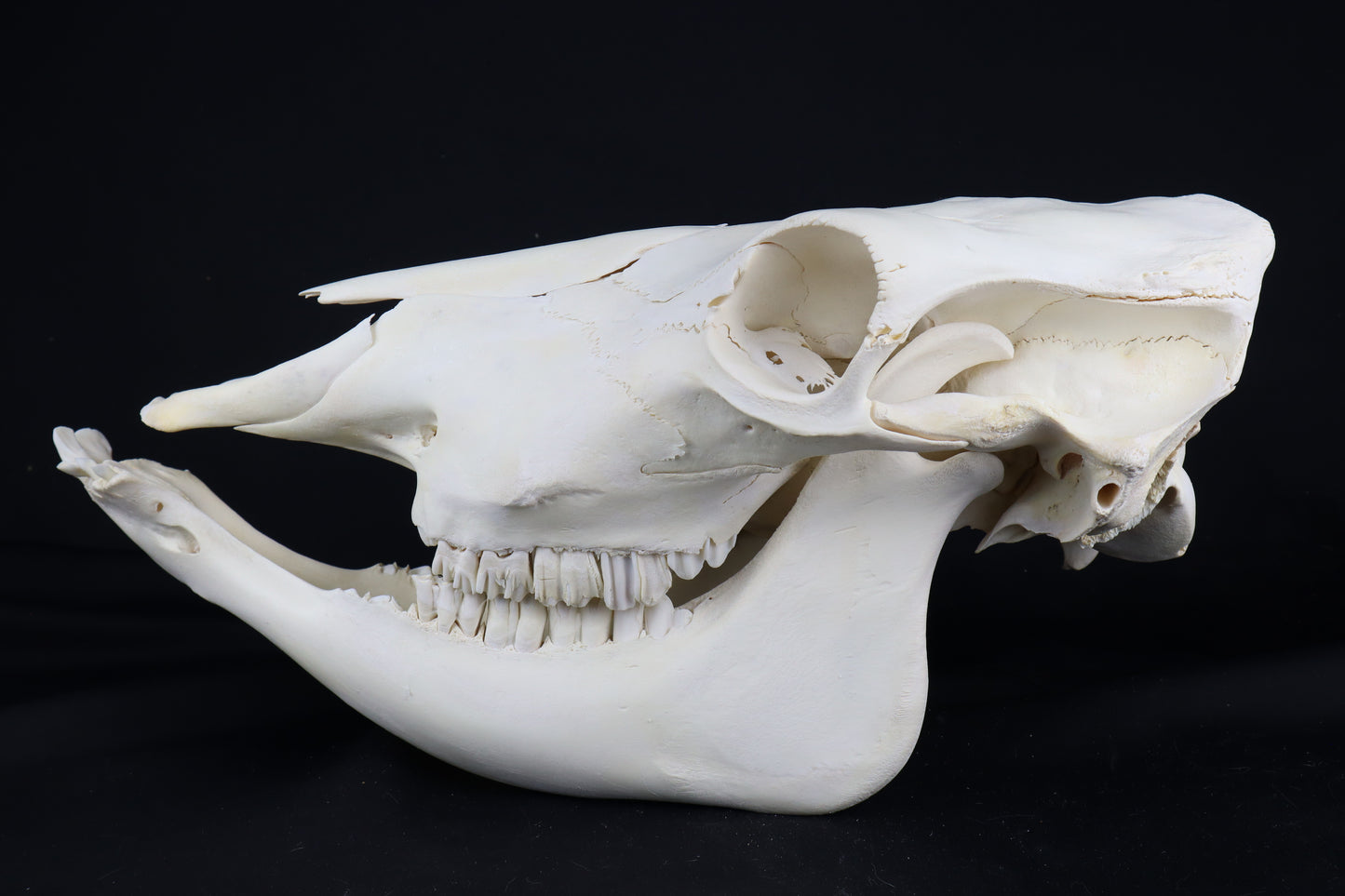 Steer Skull