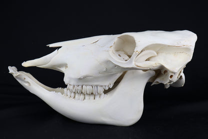 Steer Skull