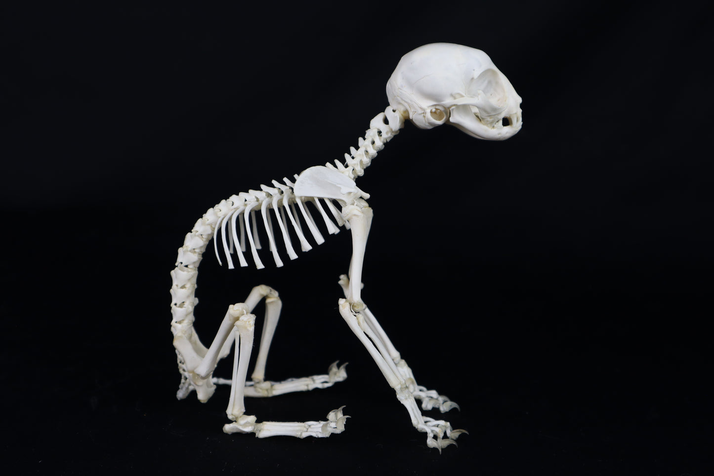 Articulated Kitten Skeleton