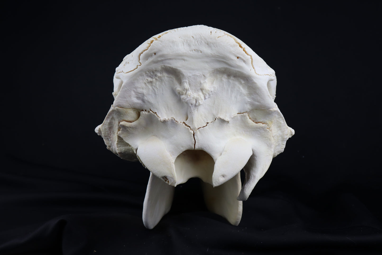 Steer Skull